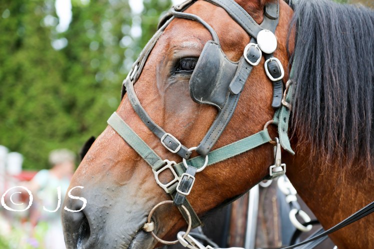 One of the 300 horses on the island