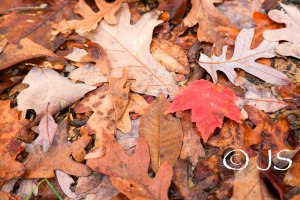 Fall leaves